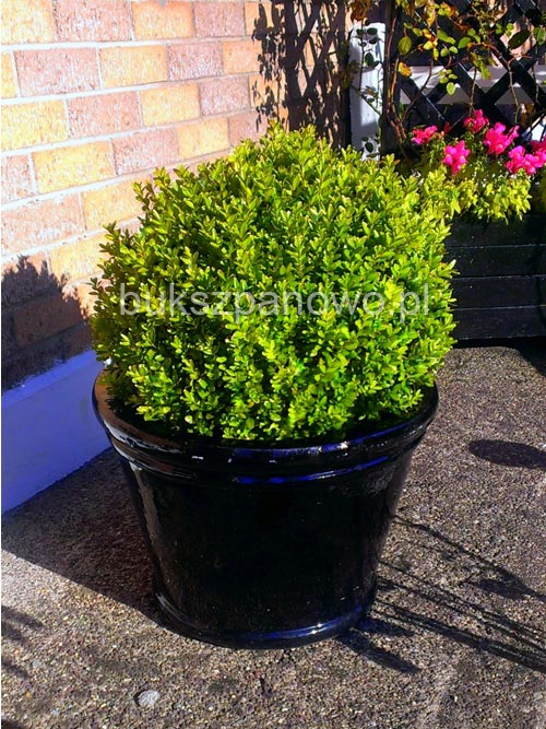 Buxus in a pot