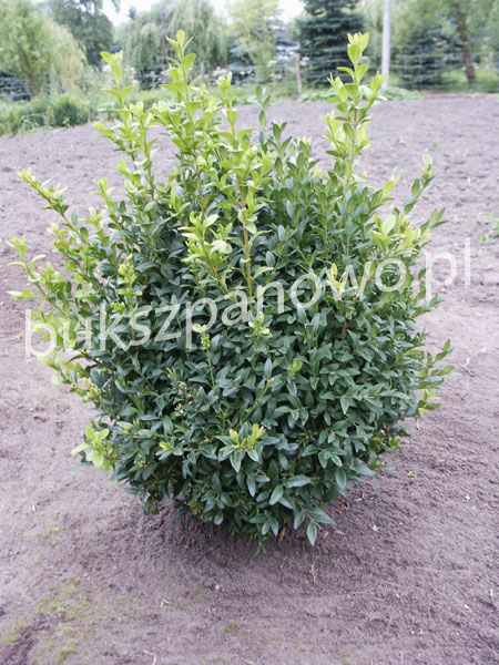 Buxus Ball before trimming