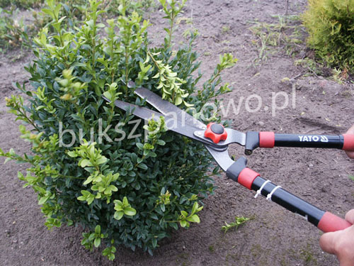 Buxus Ball trimming