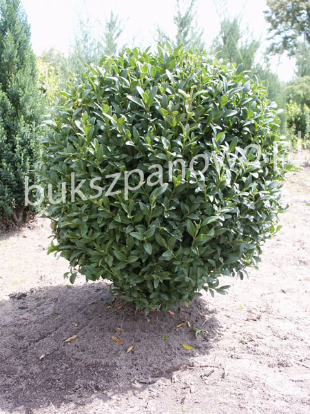 Buxus after trimming