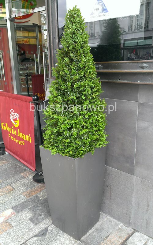 Buxus topiary